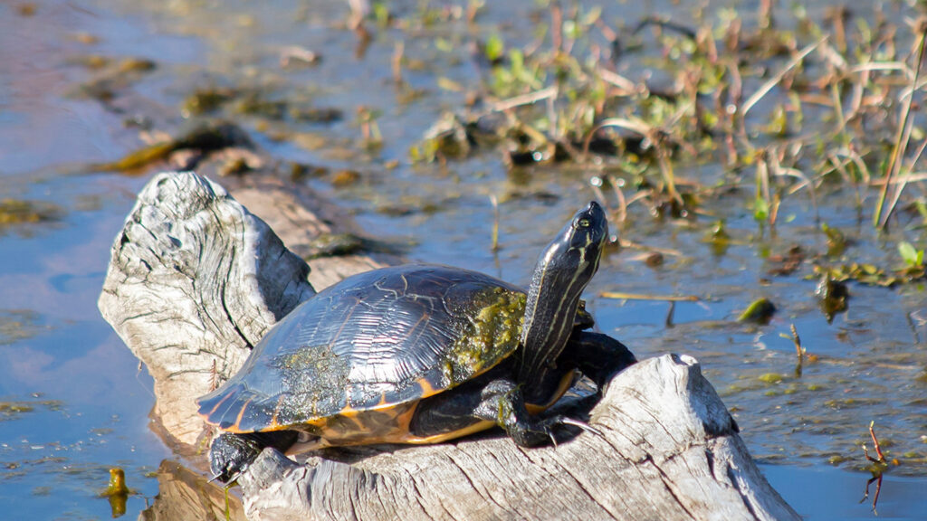 Southern painted turtle sunning on a log