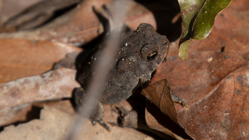 Young American southern toad in debris