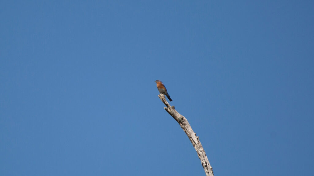 Eastern bluebird looking around from its perch at the top of a dead tree
