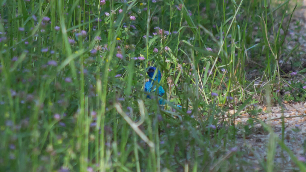 Indigo bunting foraging on the ground at the Tensas River NWR.