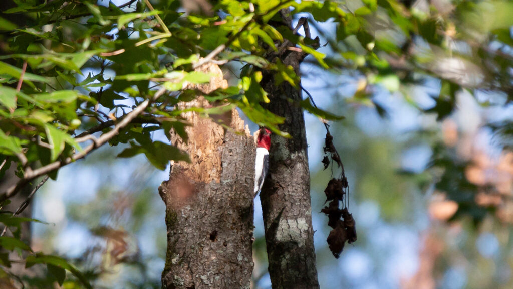 Mature red-headed woodpecker looking out from its perch on a tree trunk