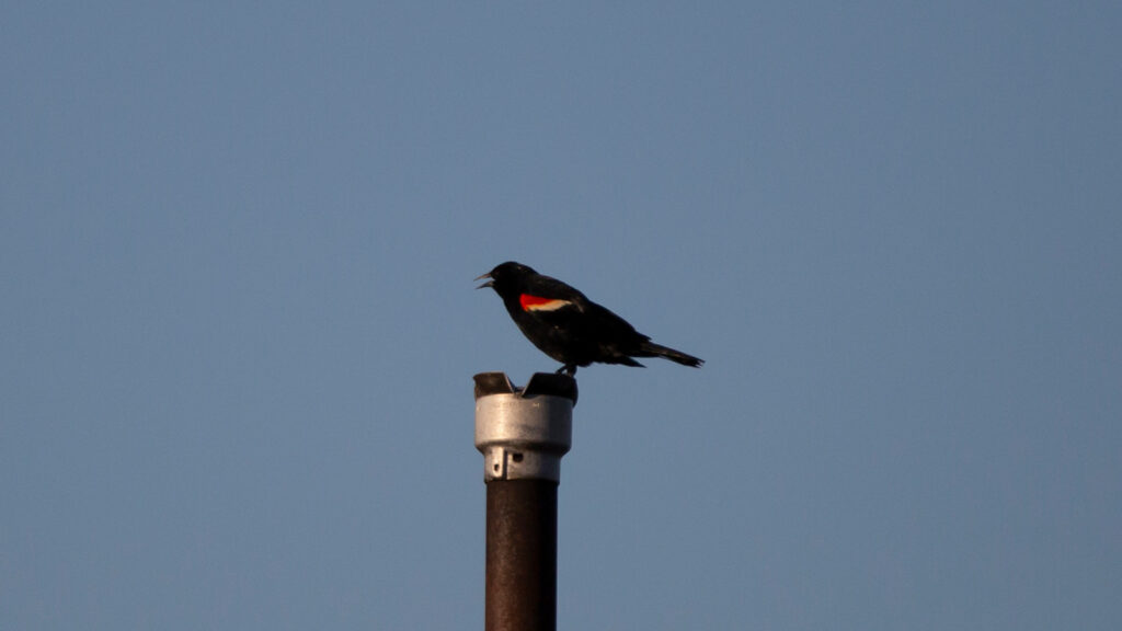 Male red-winged blackbird singing from its perch on a metal post