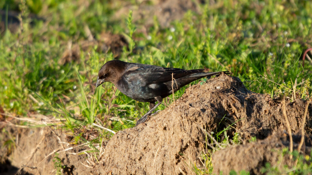 Male brown-headed cowbird foraging on the ground
