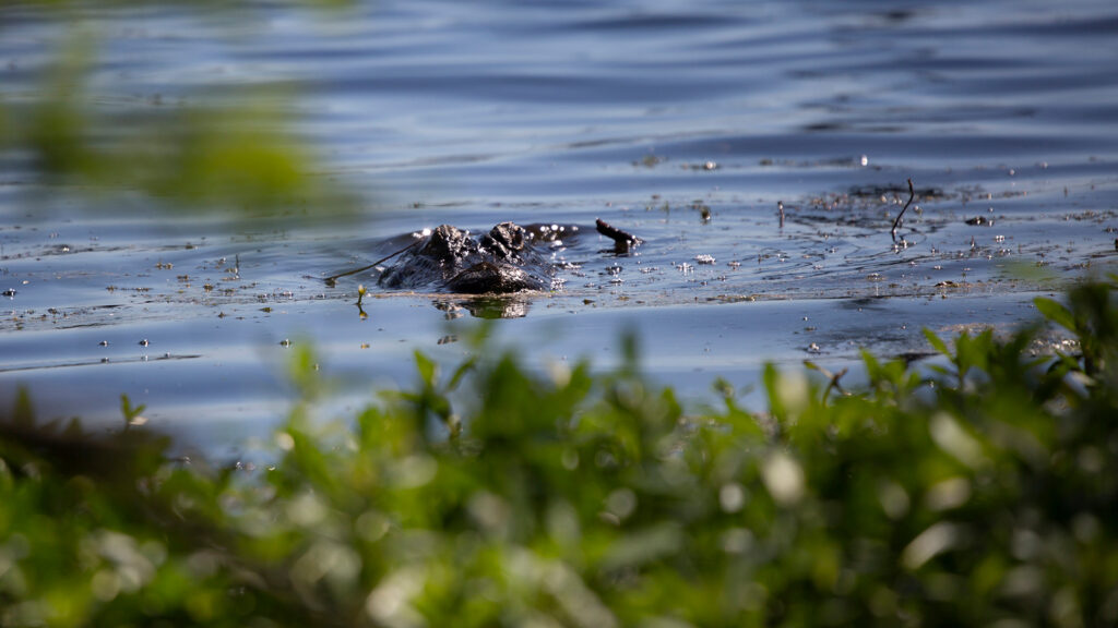 American alligator lurking