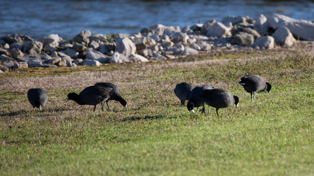 American coots foraging on the grass near a shore