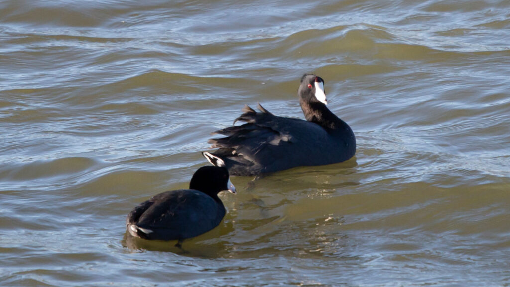 Two American Coots Swimming