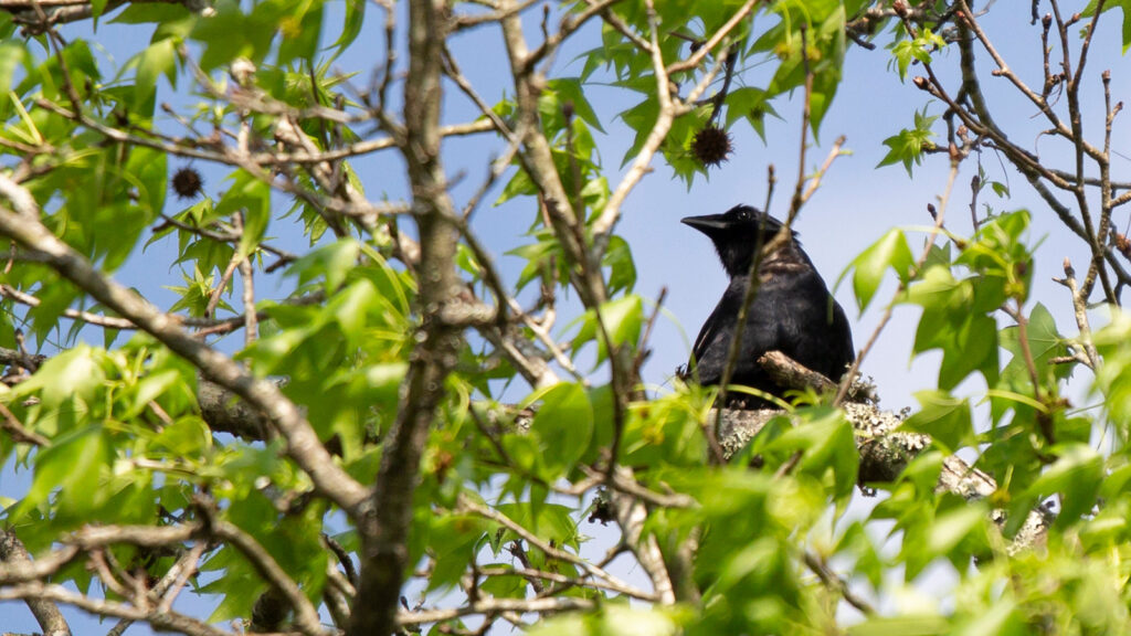Curious American crow looking over its shoulder from a tree perch