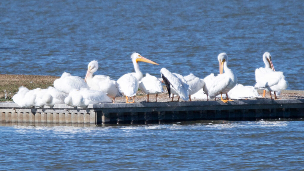 Flock of American white pelicans on shore