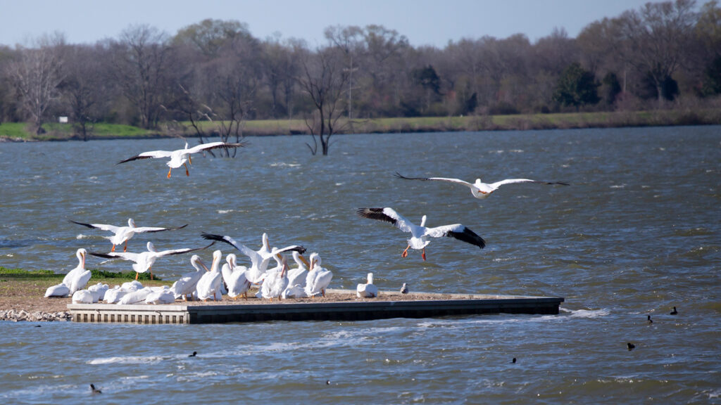American white pelicans landing with and taking off from their flock