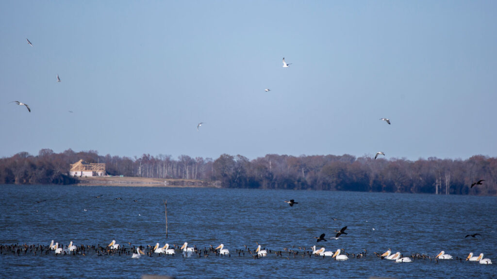 American white pelicans swimming with double-crested cormorants, while cormorant, gulls, and terns fly above