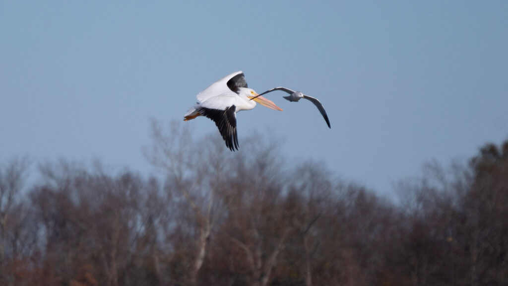 American white pelican and gull in flight