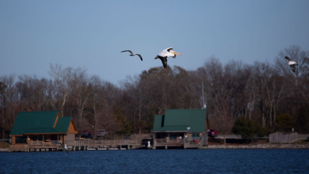 American white pelican in flight with two gulls