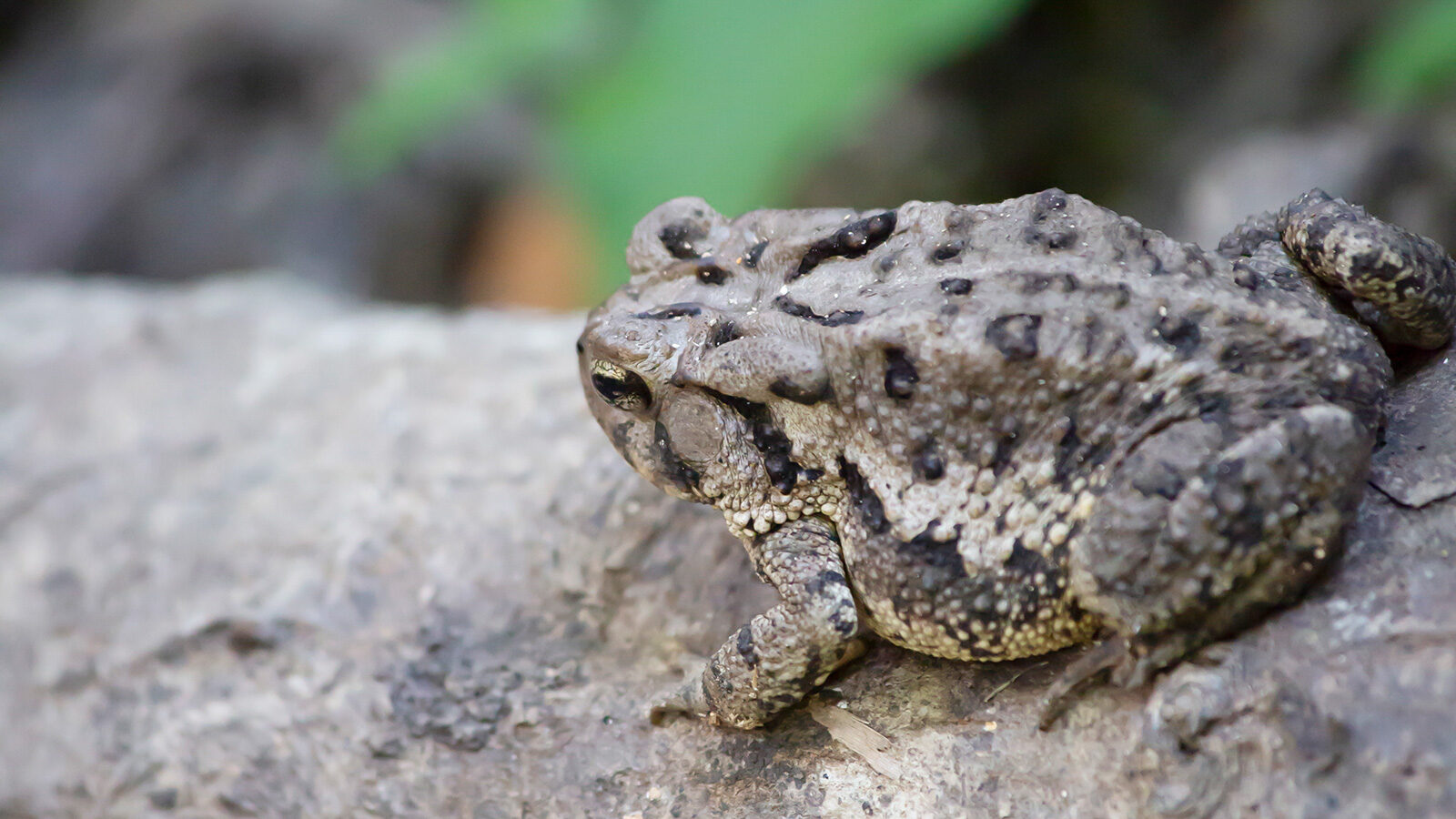 North Louisiana Amphibians: Fowler's toad on a log