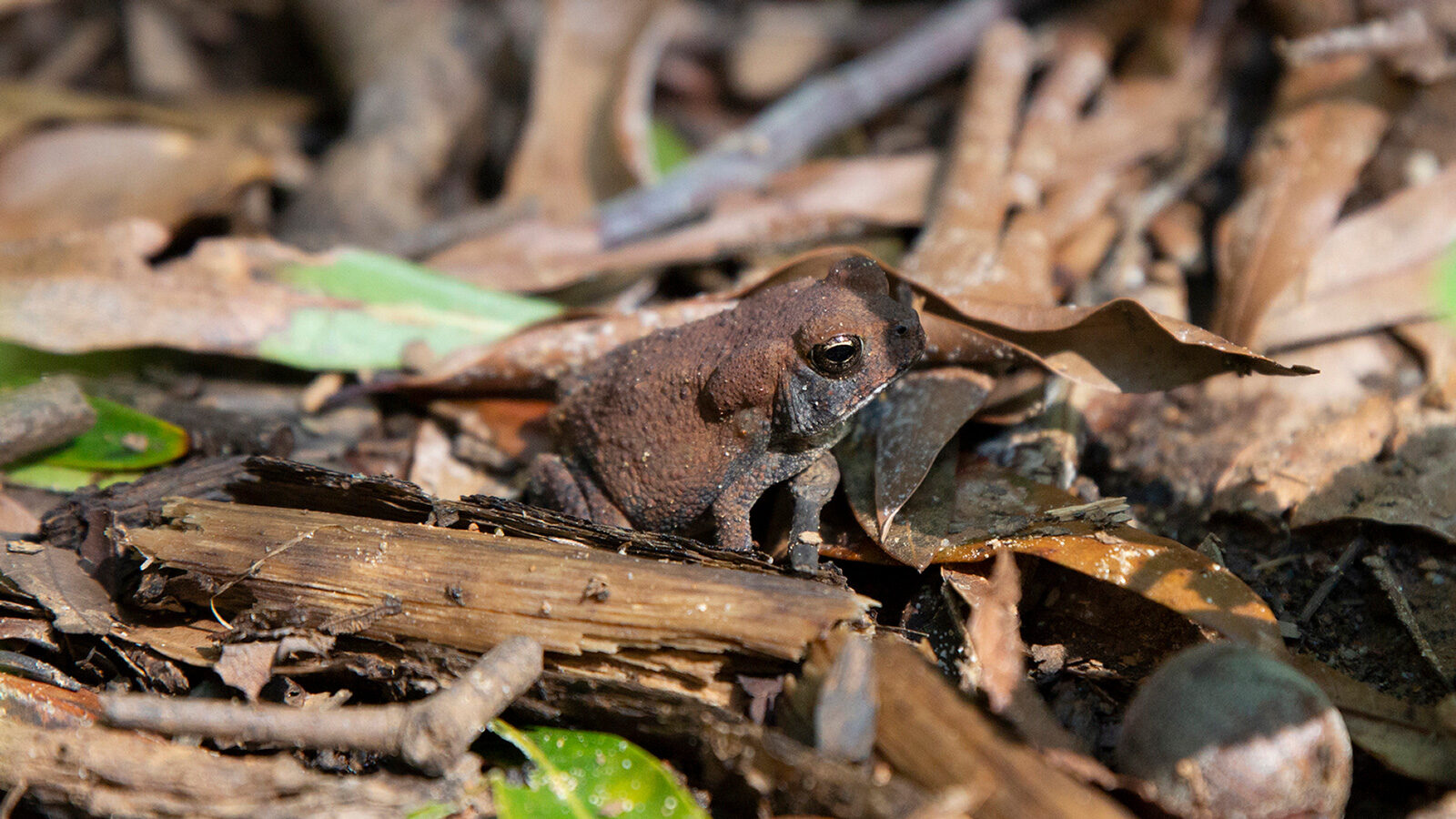 Young American southern toad in debris