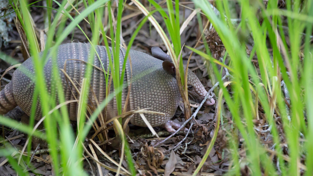 Armadillo foraging in tall grass