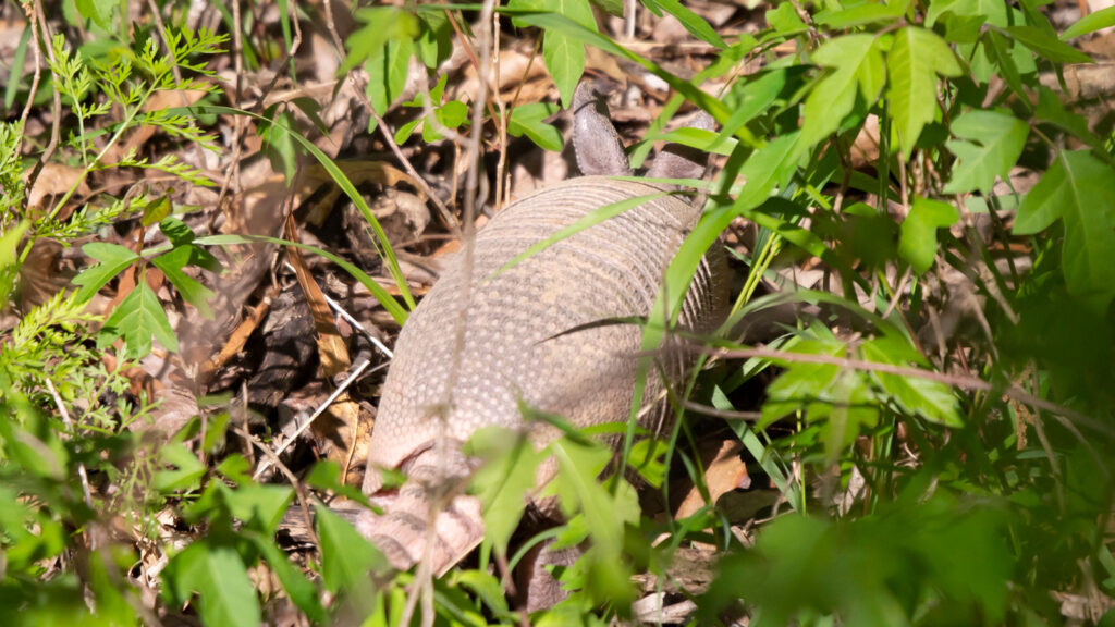 Young armadillo foraging in tall weeds