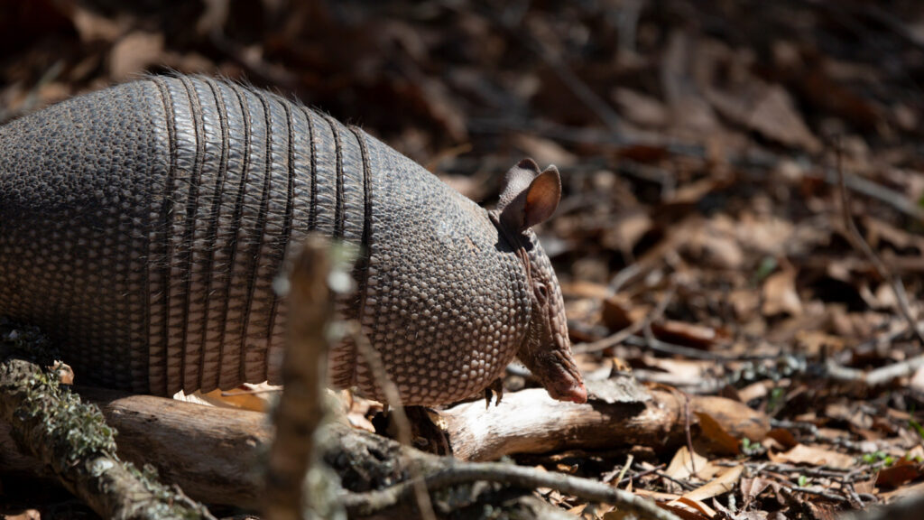 Nine-banded armadillo walking through the forest