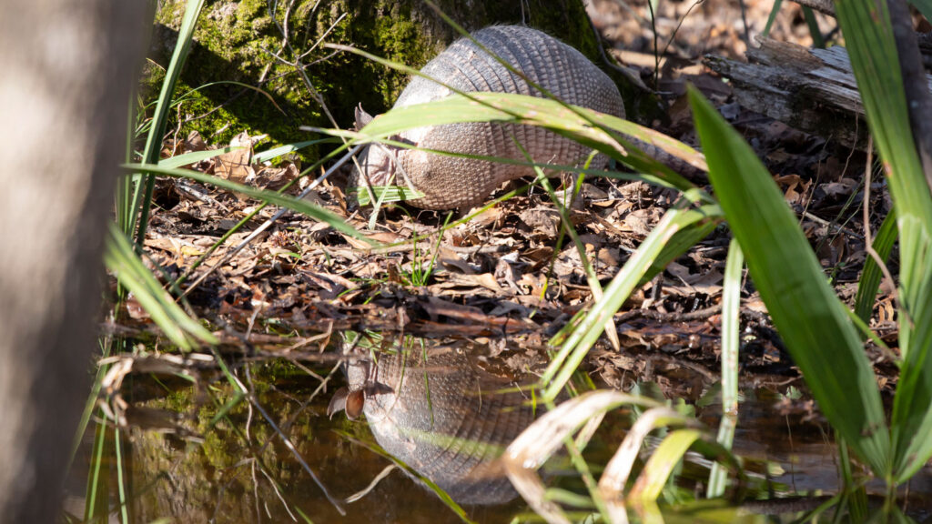 Nine-banded armadillo foraging in dead leaves near its reflection in shallow swamp water