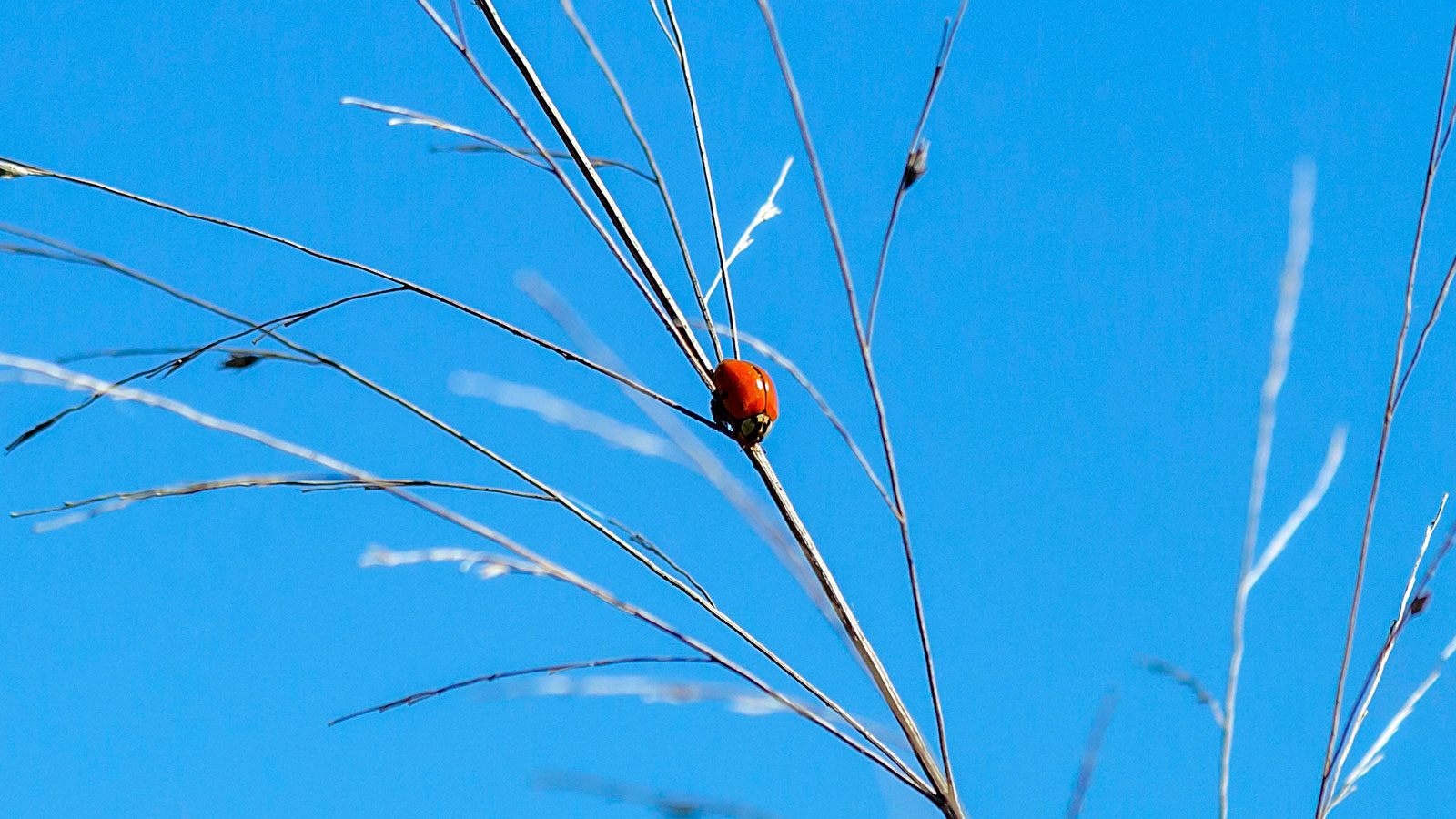 Polished lady beetle on a plant against a blue sky