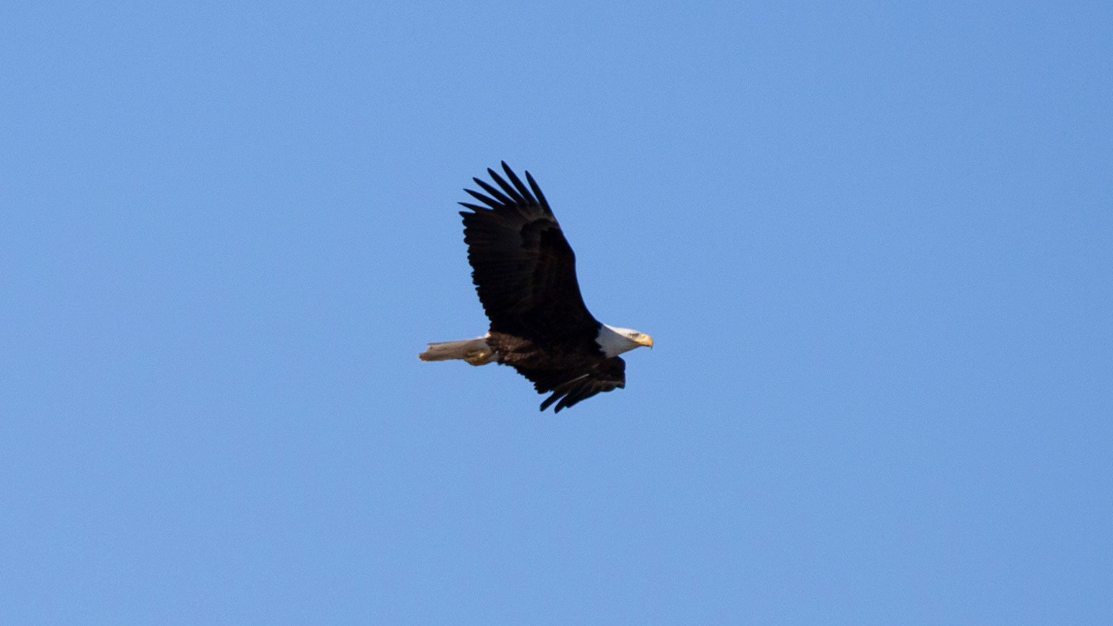 Bald eagle in flight through a blue sky