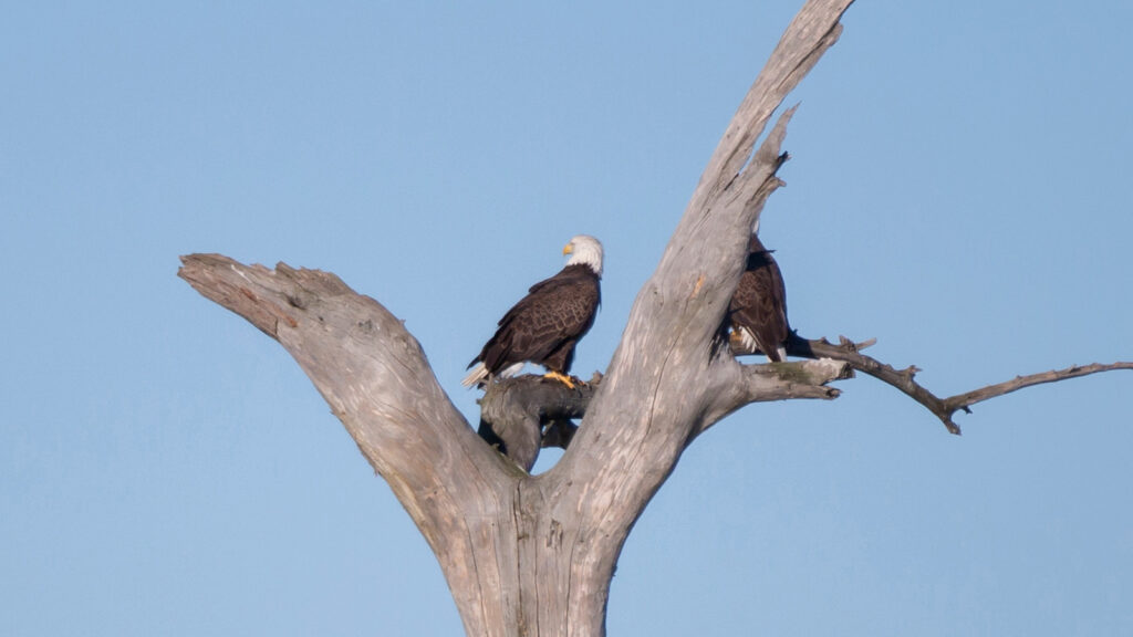 Pair of bald eagles on a tree