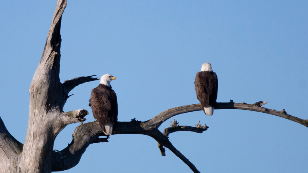 Pair of bald eagles in a tree