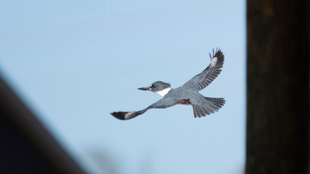 Belted kingfisher in flight