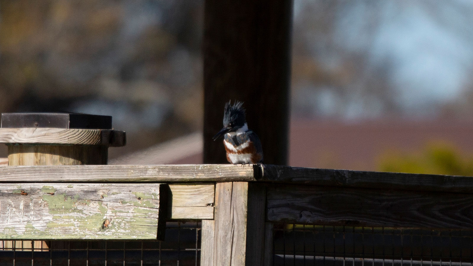 Belted kingfisher on a wooden perch