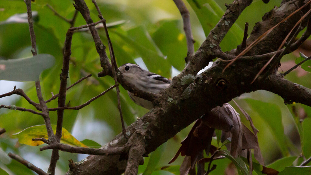 Black and white warbler in a tree