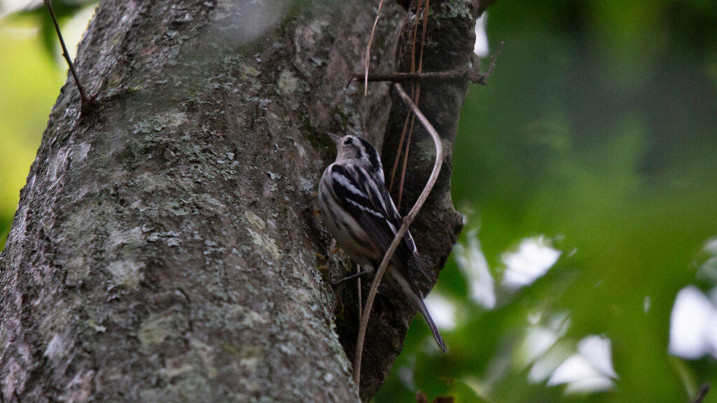 Black and white warbler foraging in a tree trunk