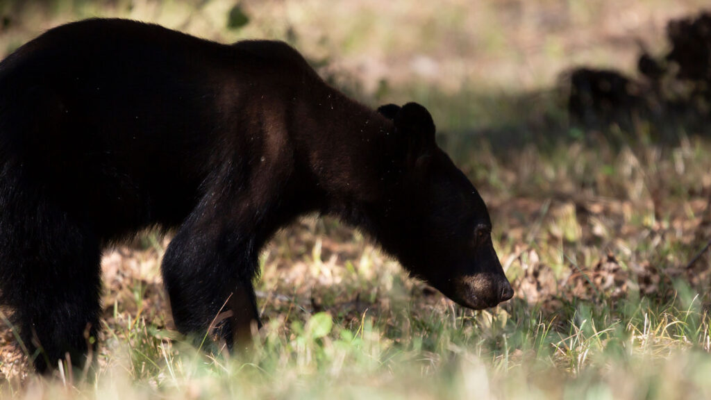 Young Louisiana black bear grazing on grass