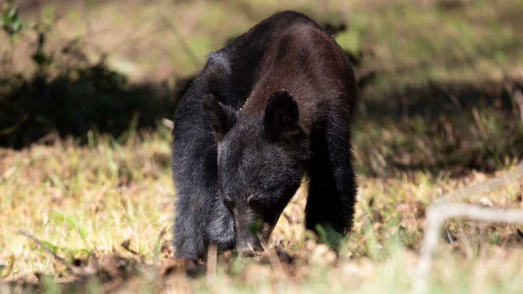 Young black bear grazing on grass.