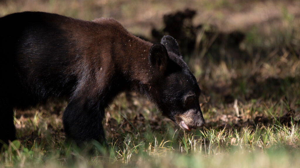 Young black bear grazing