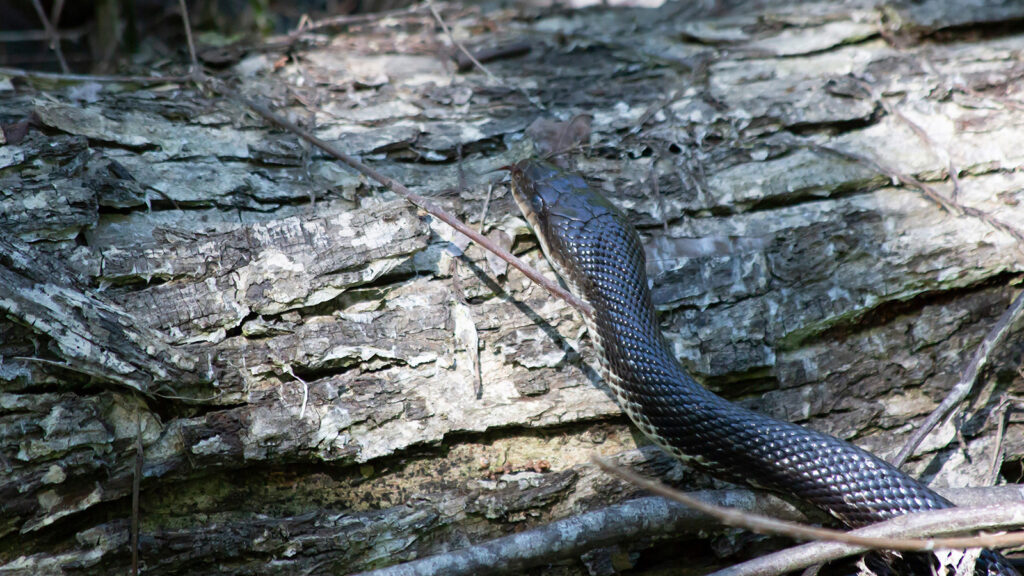 Black rat snake, aka chicken snake, slithering over a fallen log