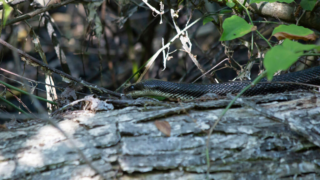 Rat snake crawling over a fallen tree limb