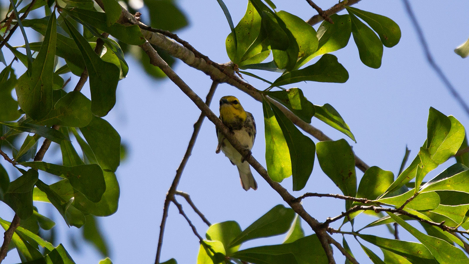 Black-throated green warbler peeking over the edge of a tree limb