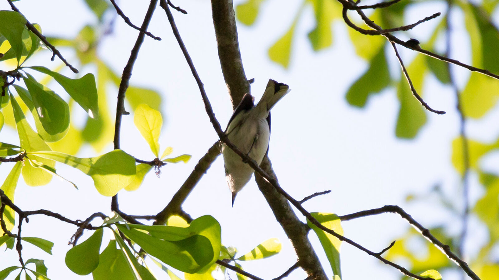 Blue-gray gnatcatcher peeking off a tree