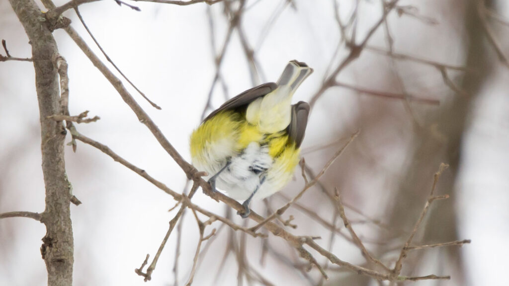 Blue-headed vireo looking away on a tree branch in the snow