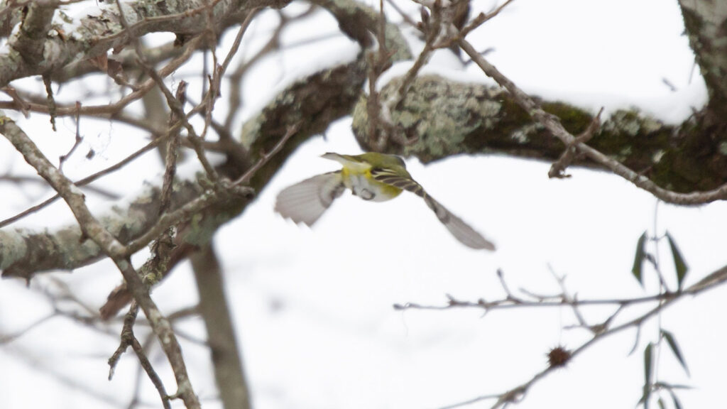 Blue-headed vireo flying away