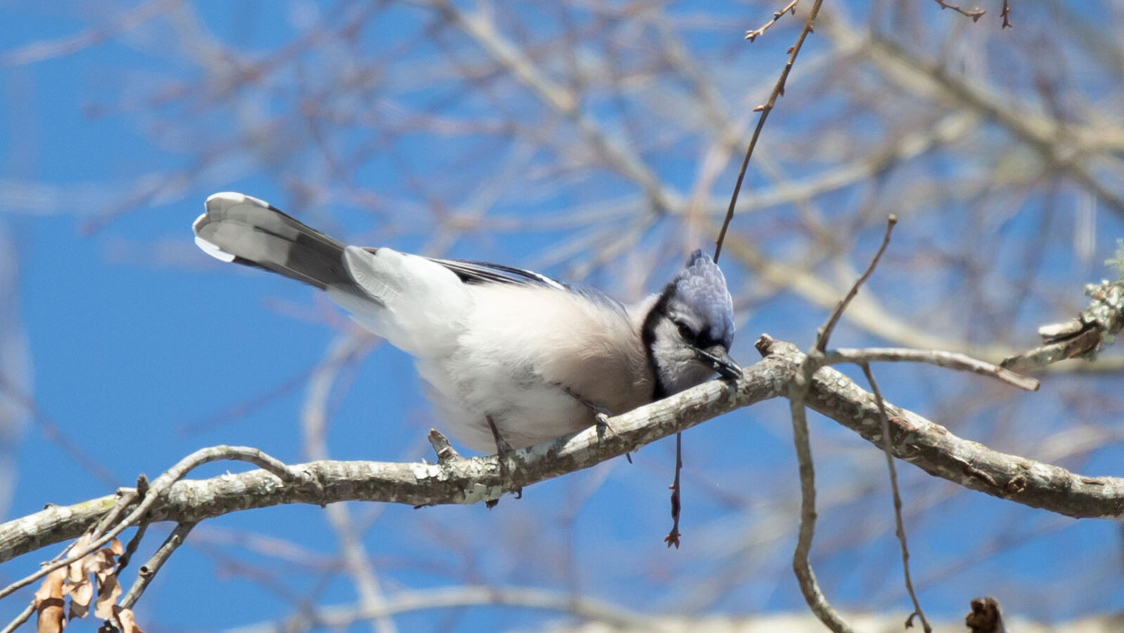 Blue jay sharpening its beak on a tree branch