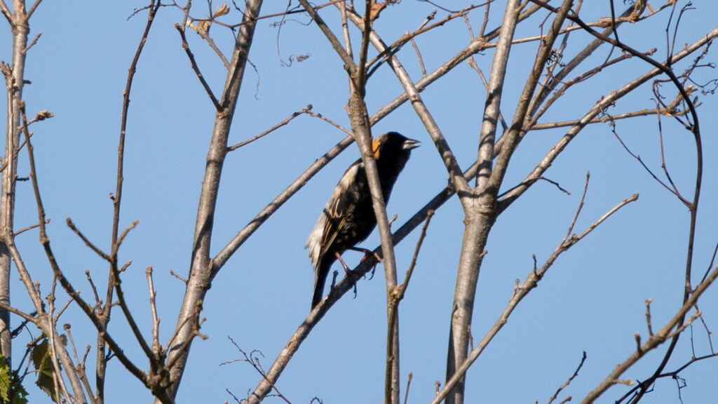 Bobolink calling from a perch on a bare bush