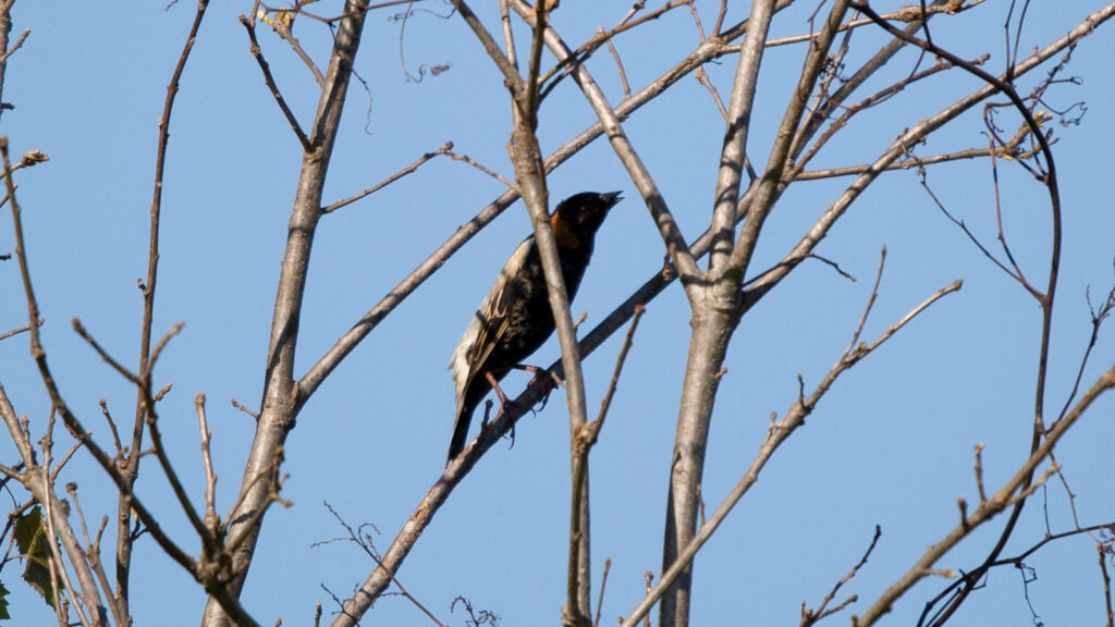 Bobolink calling from a perch on a bare bush