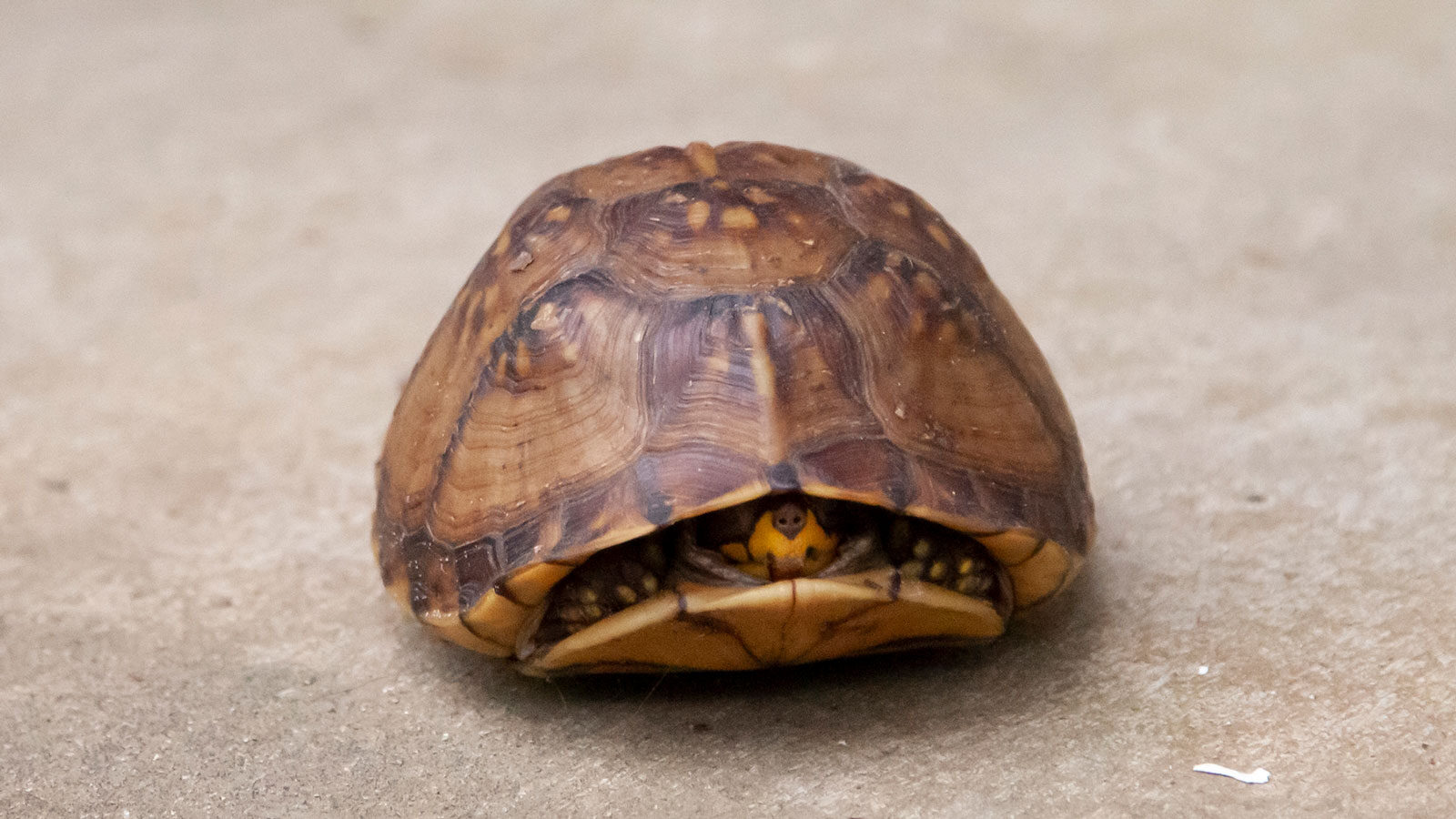Eastern box turtle in partially closed shell