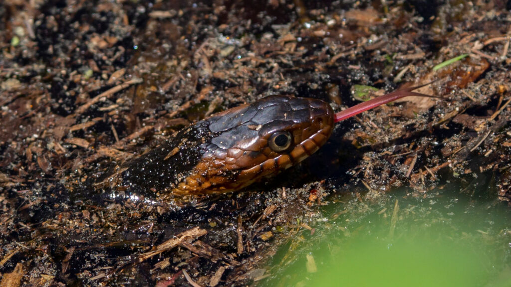 Broad-banded water snake swimming under water