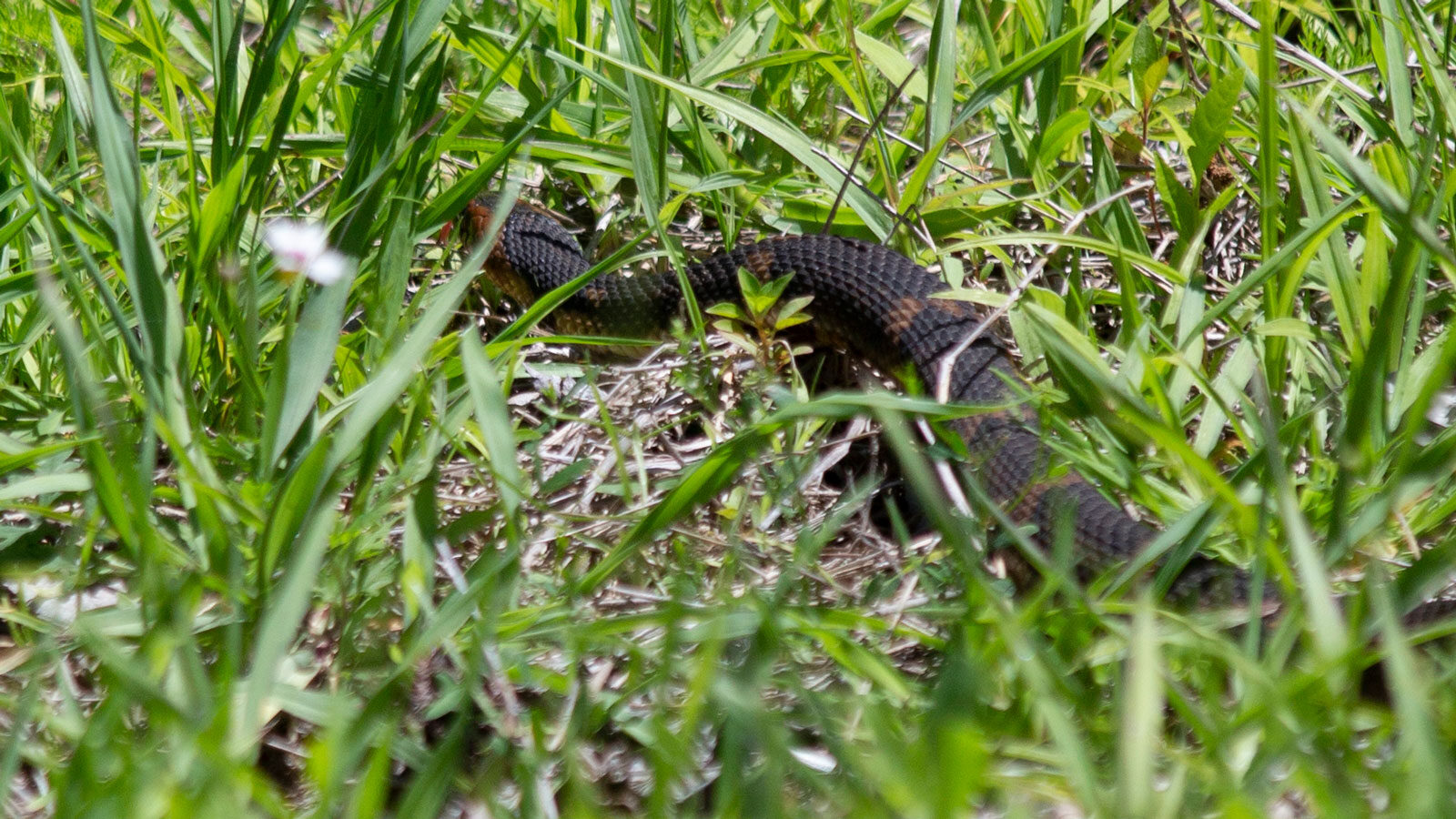 Broad-banded water snake slithering through grass