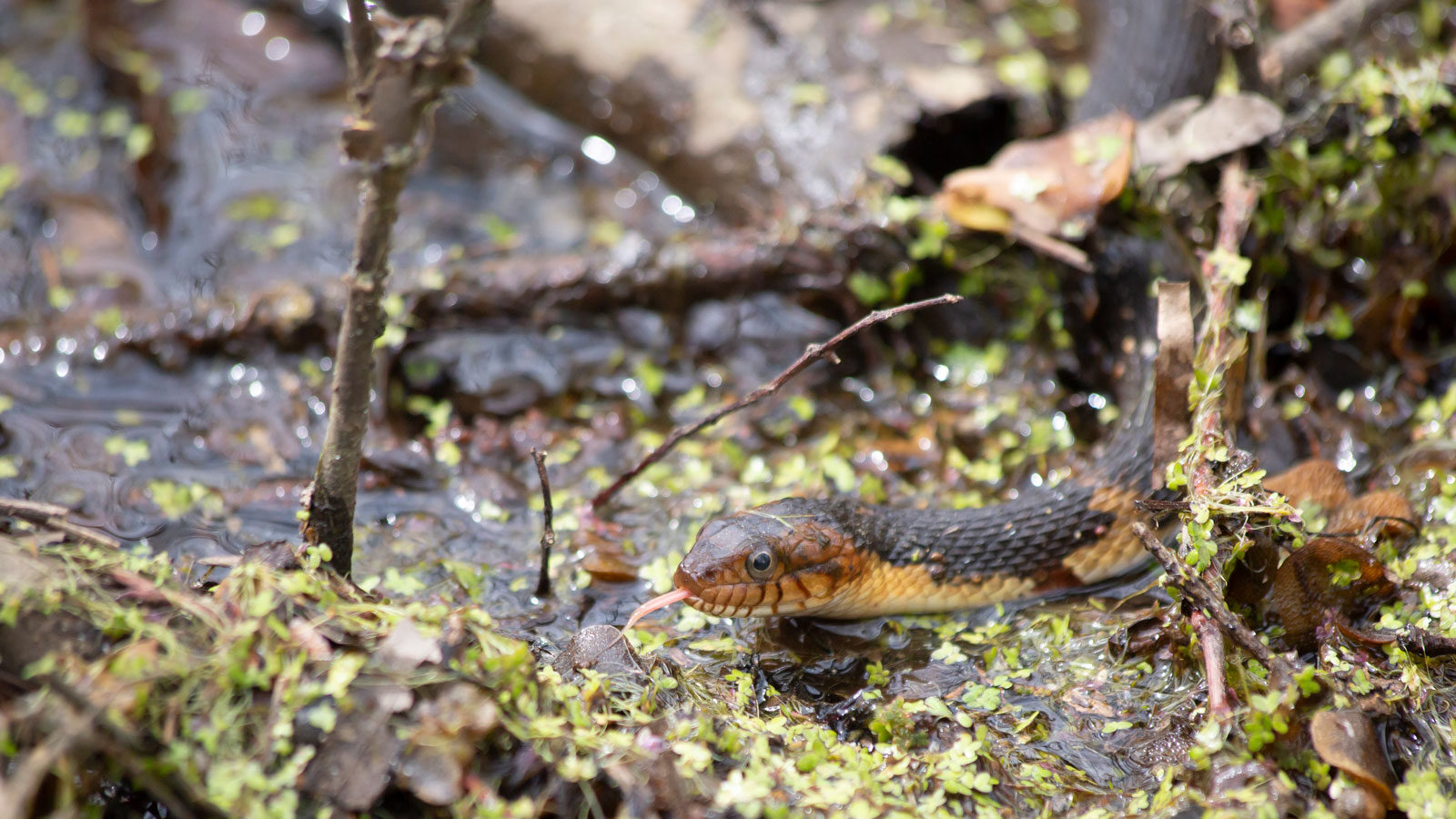 Broad-banded water snake swimming in murky, shallow water