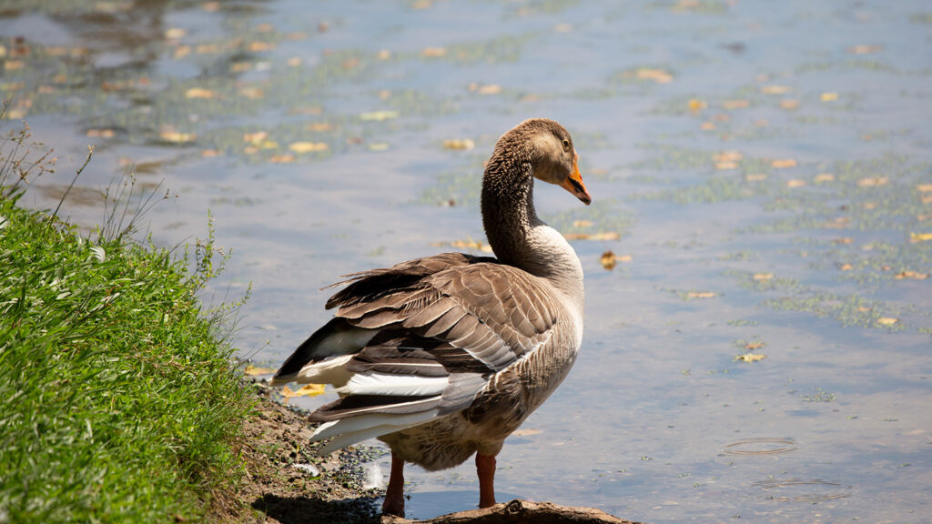 Toulouse domestic goose at a lake shore