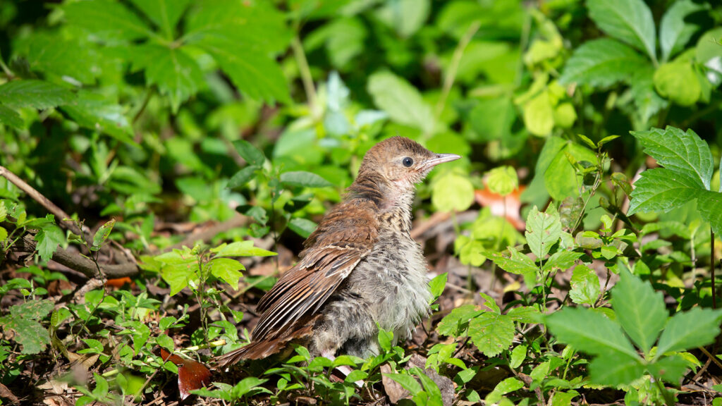 Juvenile brown thrasher looking around defensively from the ground