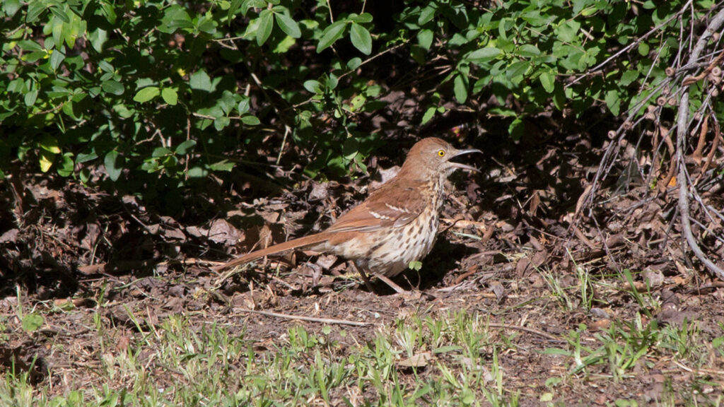 Brown thrasher calling from the ground as it forages for food