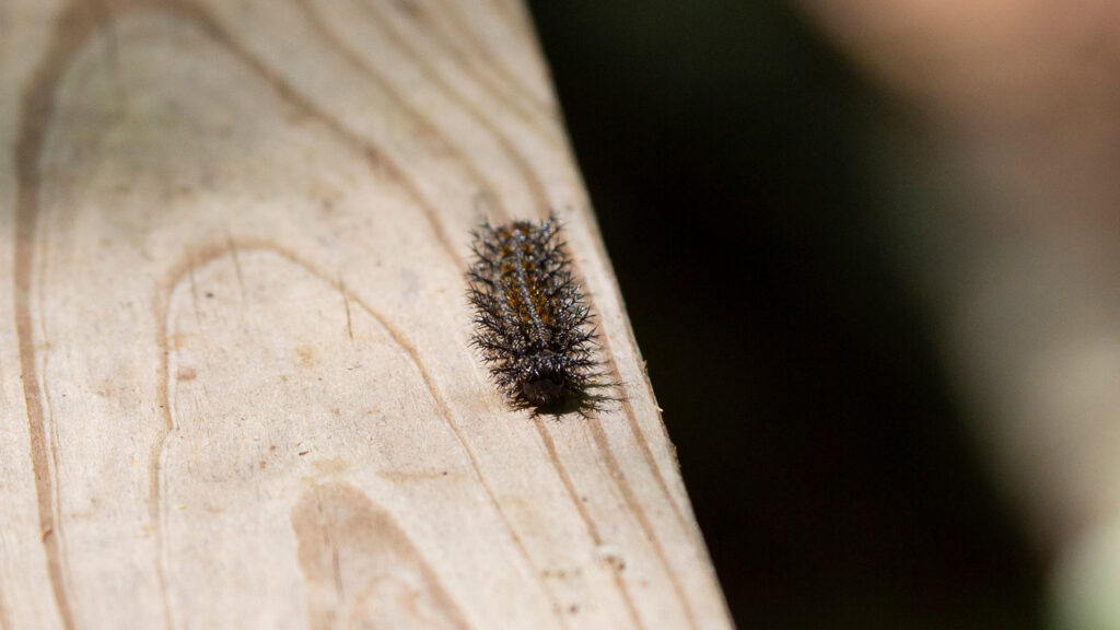 Buck moth caterpillar on a wooden board